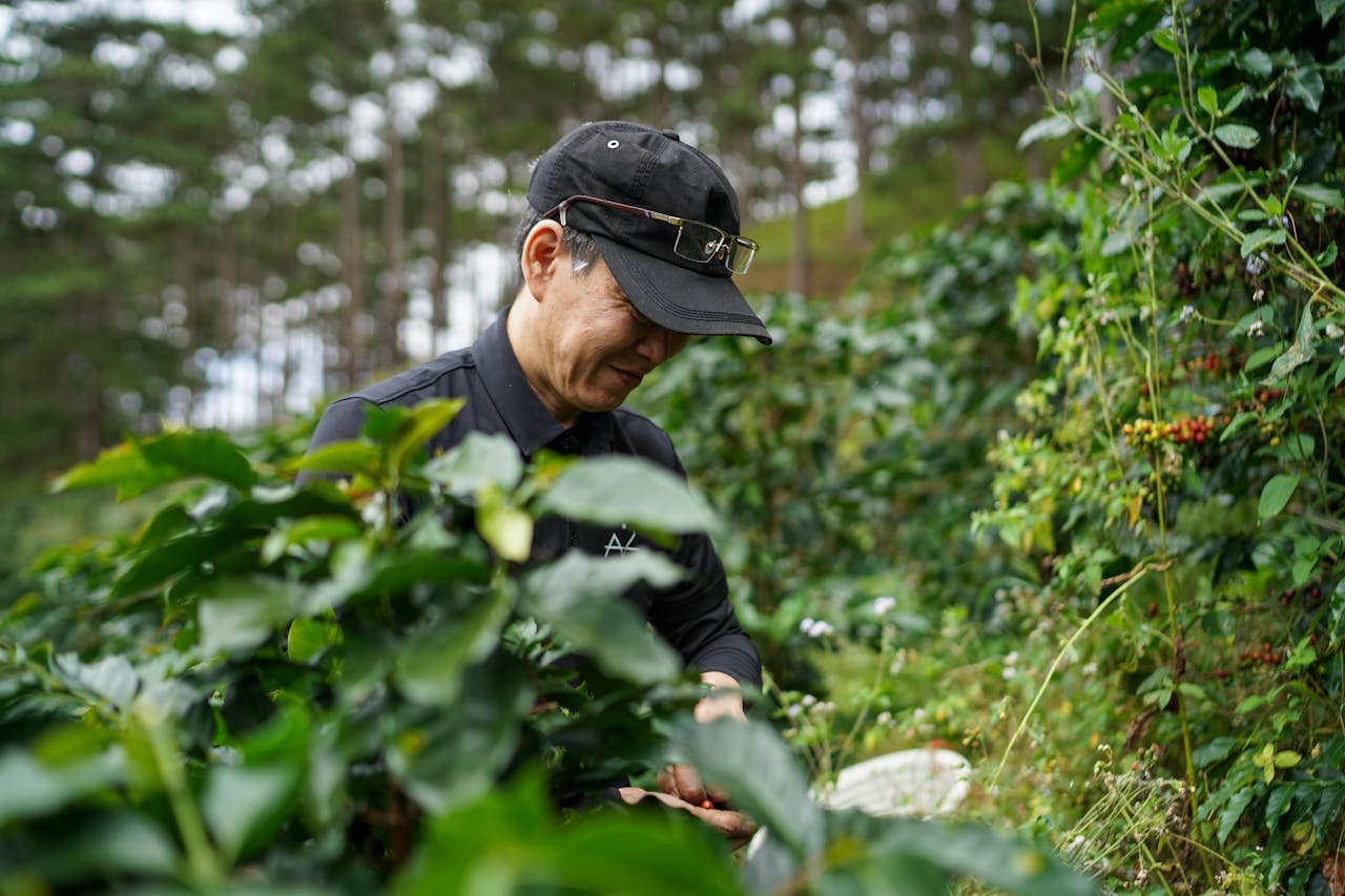 Workers picking Arabica coffee in Cau Dat, Da Lat, Vietnam